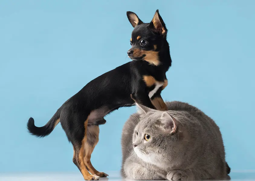 Mutuelle Animaux